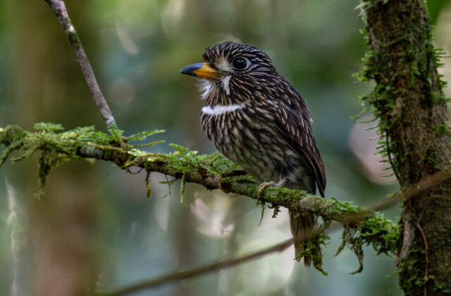 White-chested Puffbird