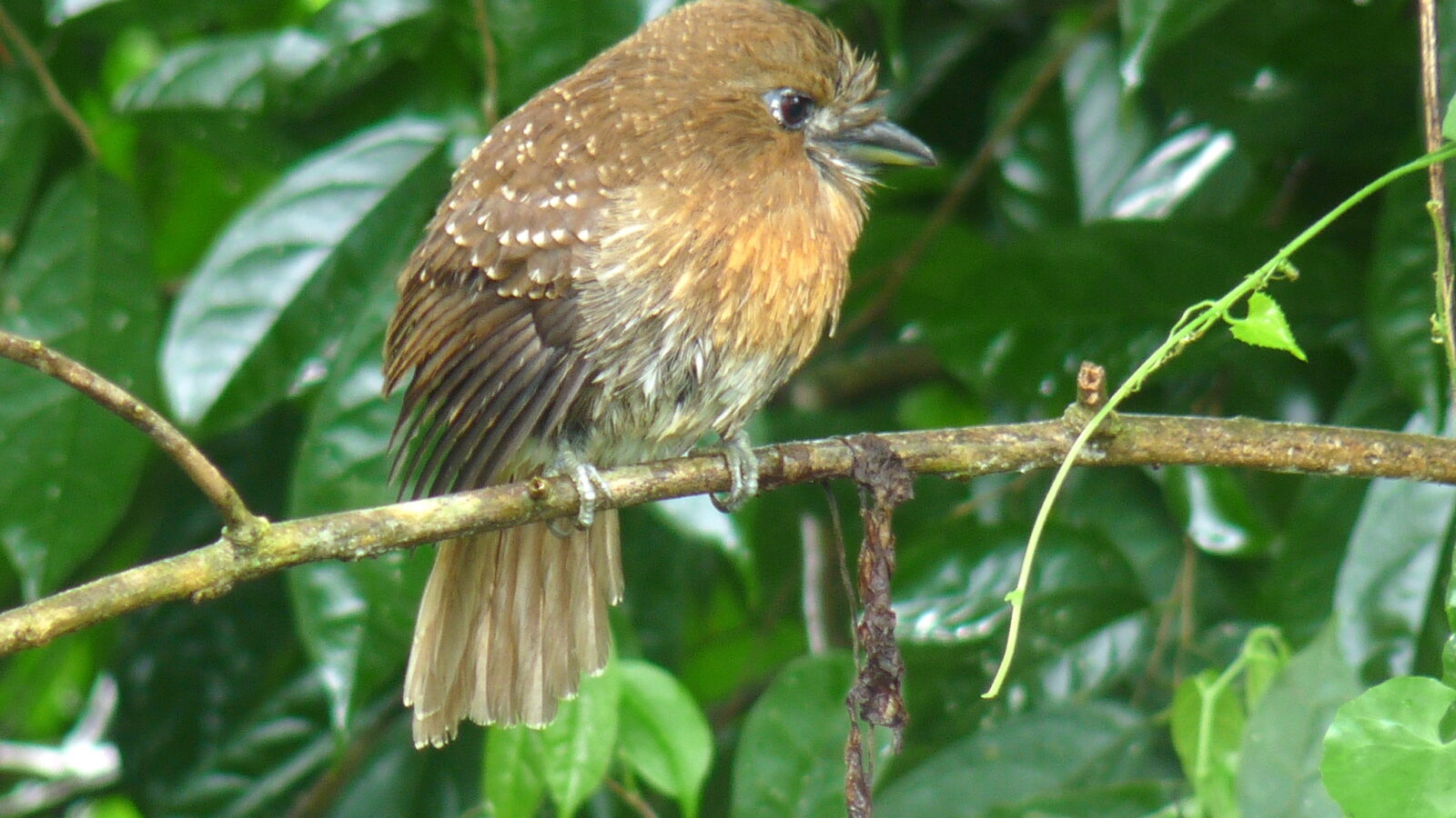 Moustached Puffbird