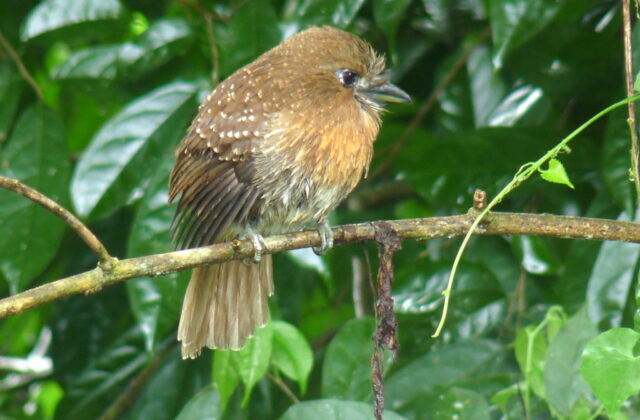 Moustached Puffbird