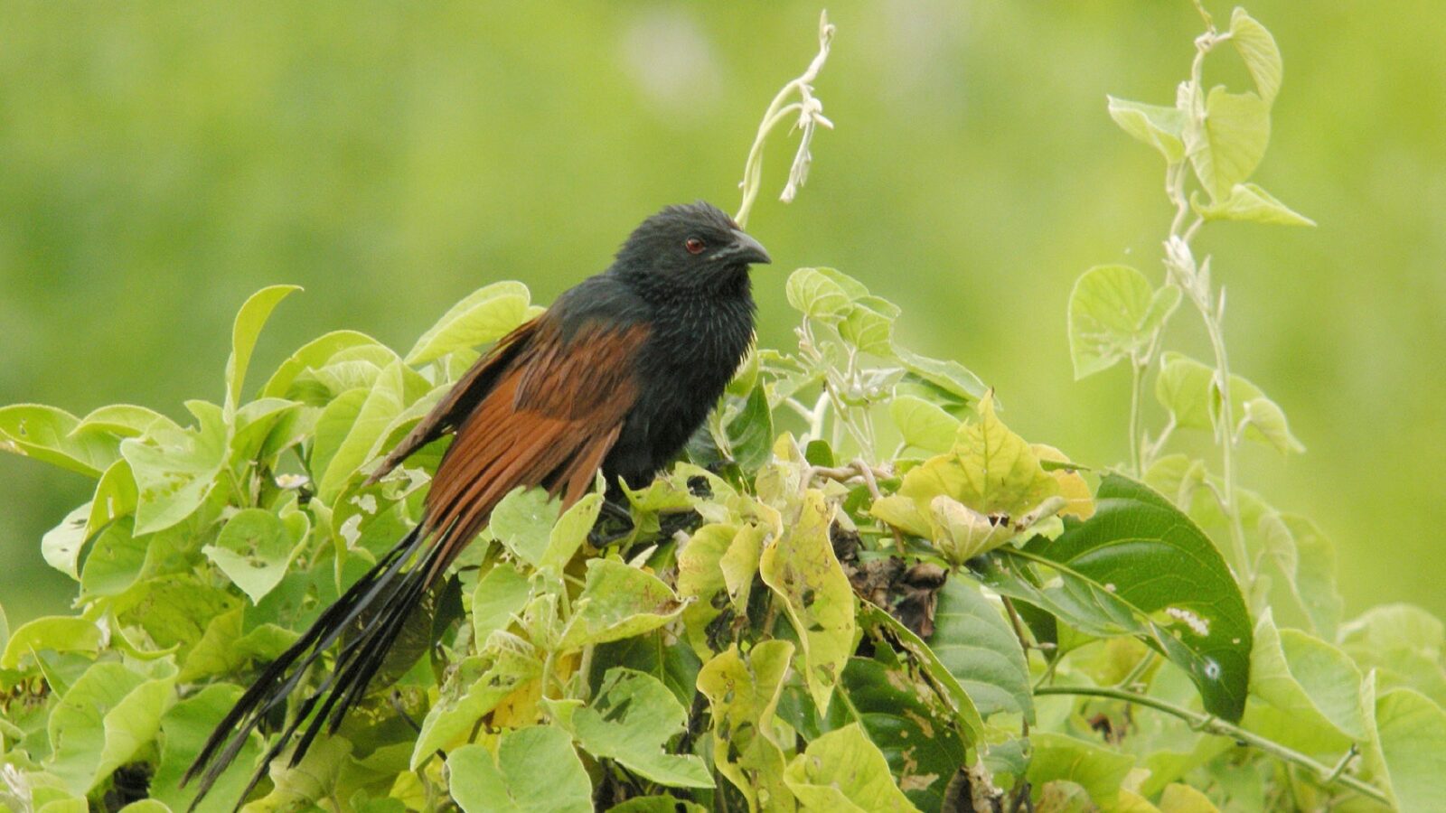 Malagasy Coucal