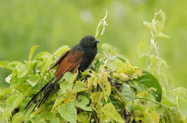 Malagasy Coucal