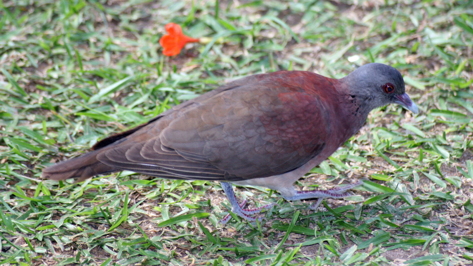 Malagasy Turtle Dove