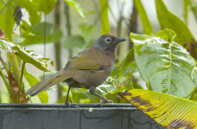 Malayan Laughingthrush