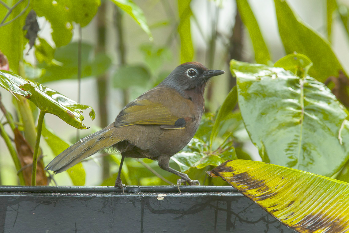 Malayan Laughingthrush
