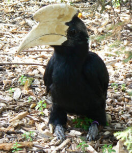 Black Hornbill