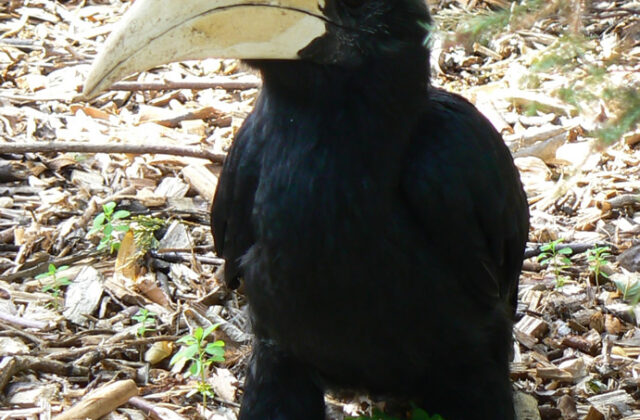 Black Hornbill