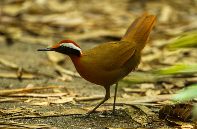 Rail-babbler