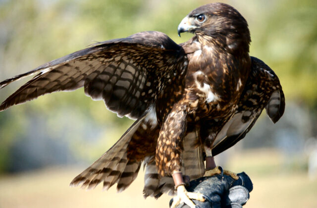 Short-tailed Hawk