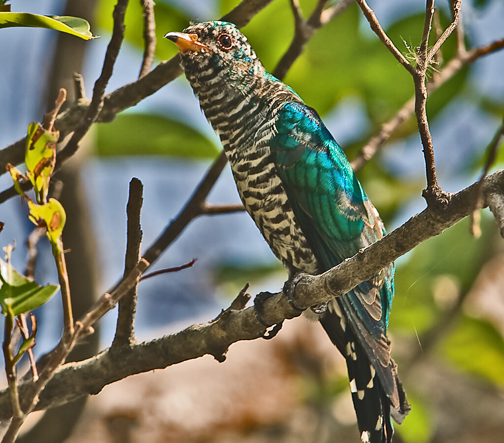 Asian Emerald Cuckoo