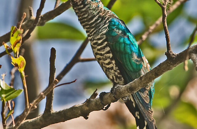 Asian Emerald Cuckoo