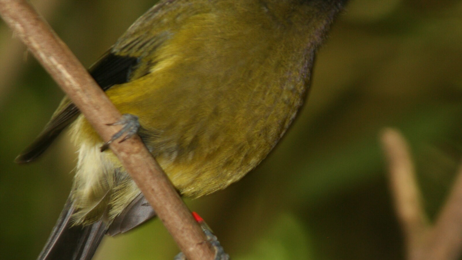 New Zealand Bellbird