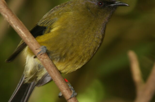 New Zealand Bellbird