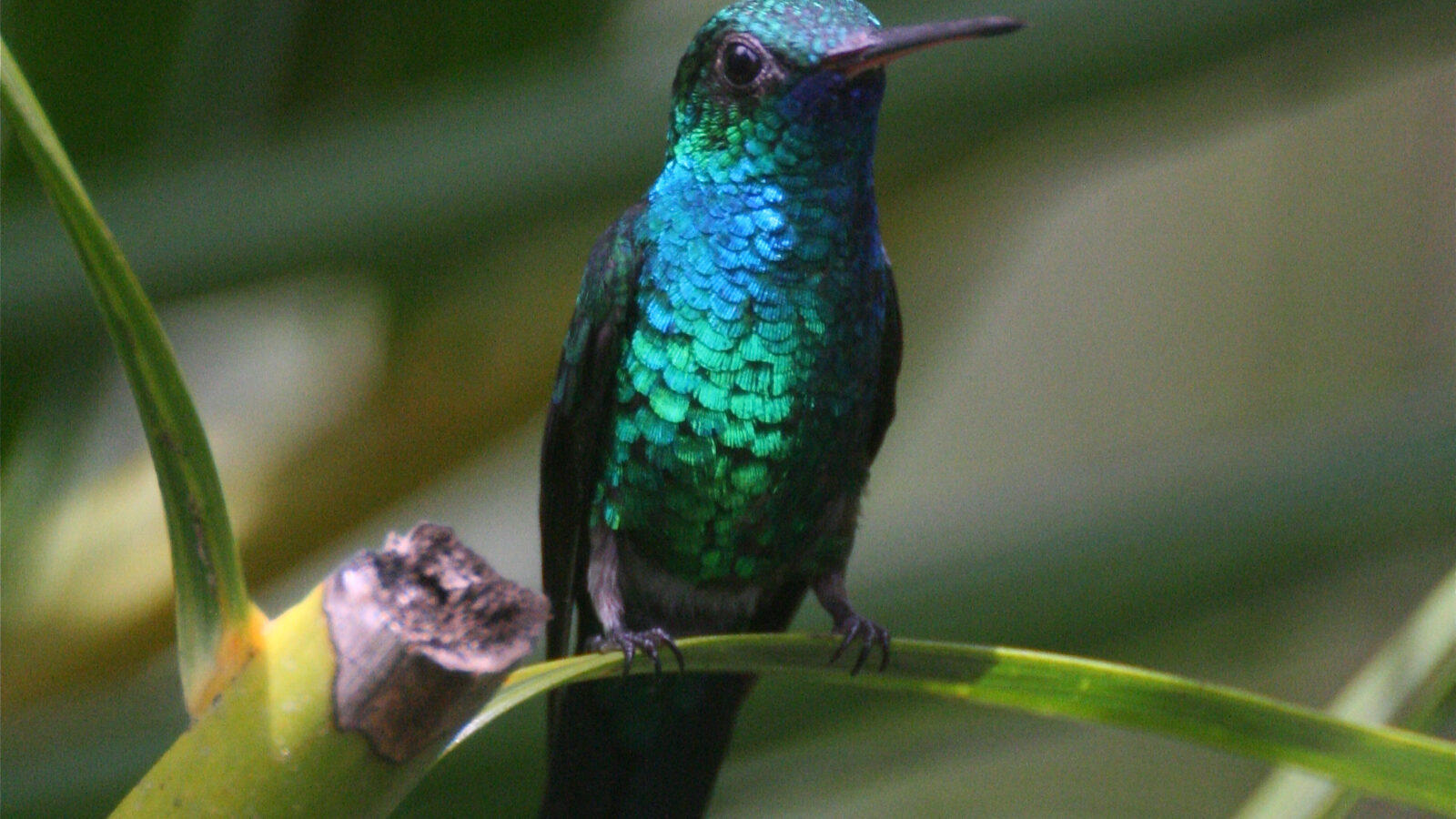 Blue-chinned Sapphire