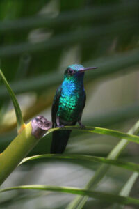 Blue-chinned Sapphire