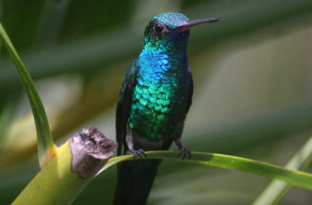 Blue-chinned Sapphire