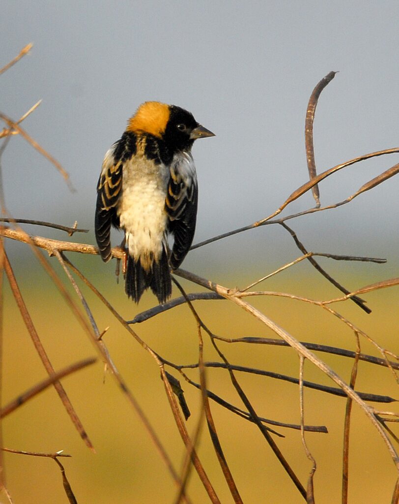 Bobolink