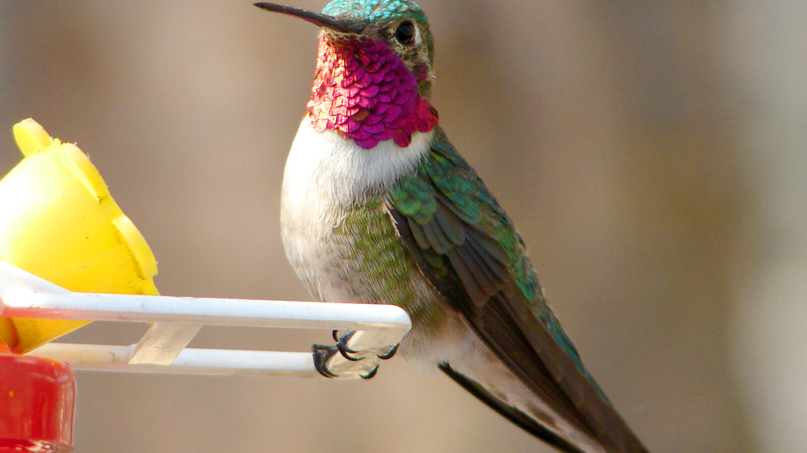 Broad-tailed Hummingbird