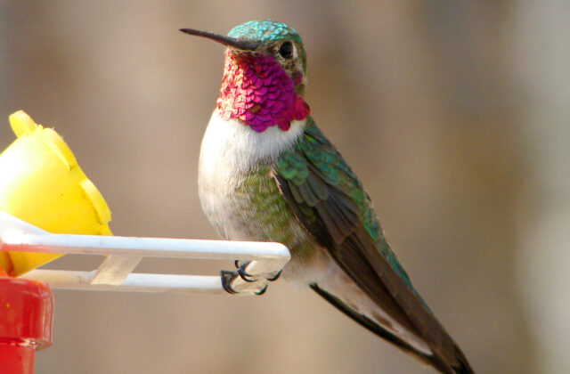 Broad-tailed Hummingbird
