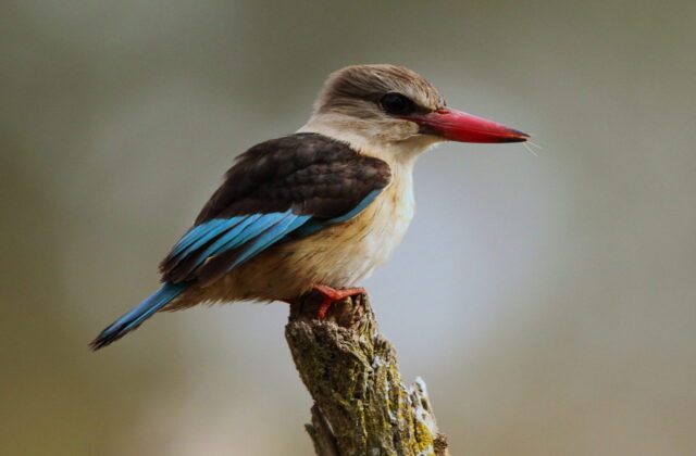 Brown-hooded Kingfisher