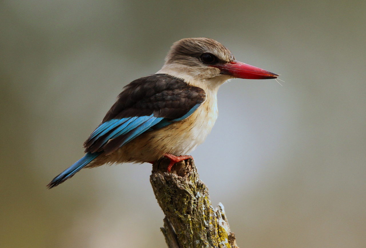 Brown-hooded Kingfisher
