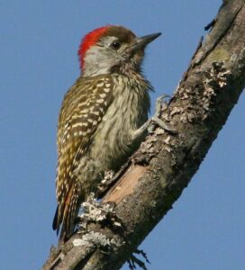 Cardinal Woodpecker