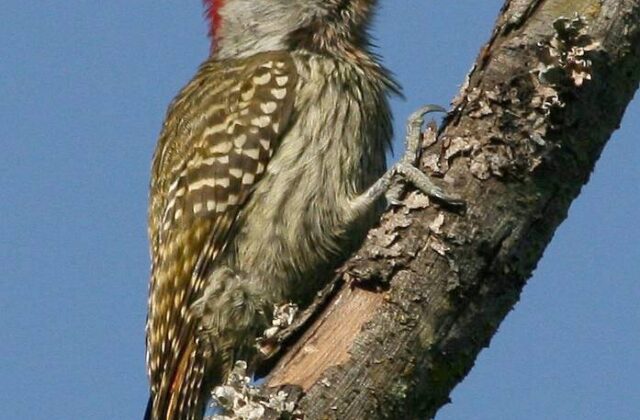 Cardinal Woodpecker