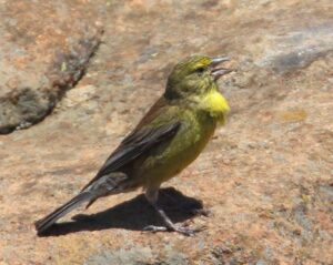 Drakensberg Siskin