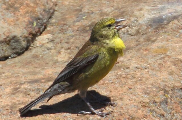 Drakensberg Siskin