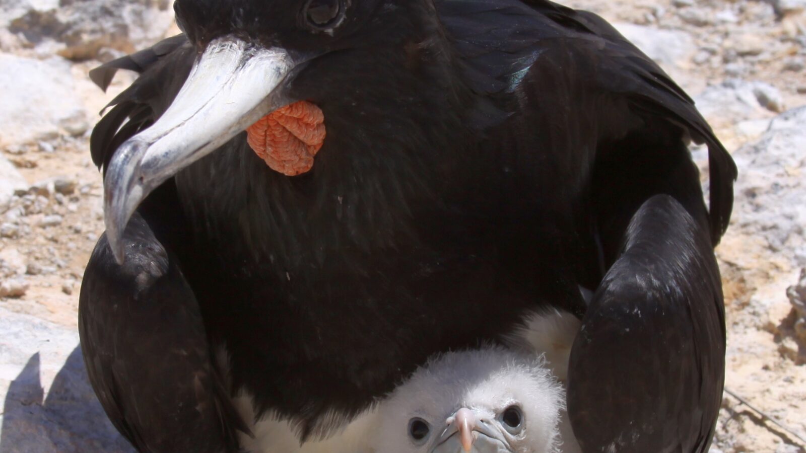 Ascension Frigatebird