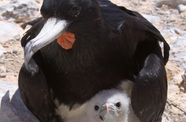 Ascension Frigatebird