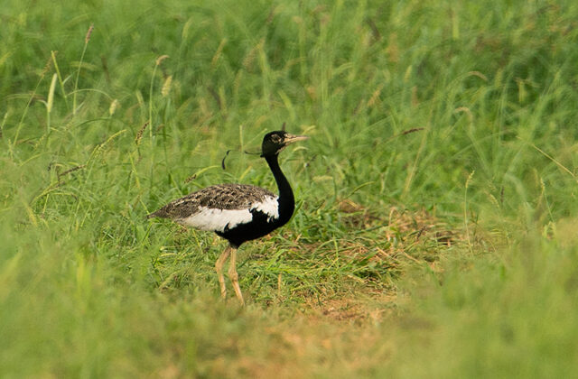 Lesser Florican