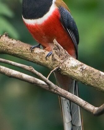 Malabar Trogon
