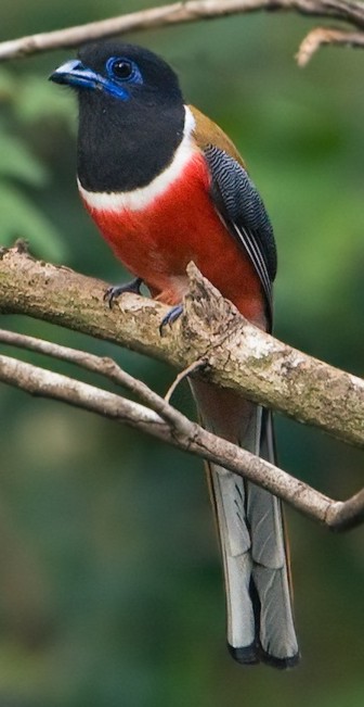 Malabar Trogon