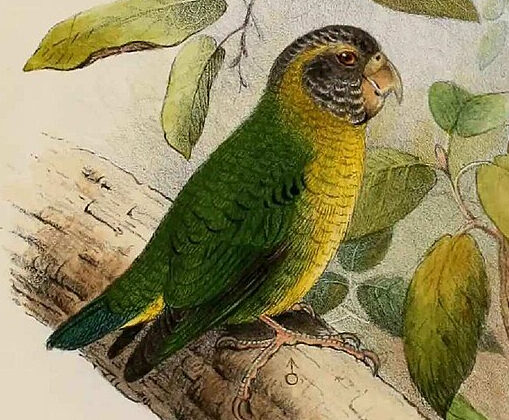 Meek’s Pygmy Parrot