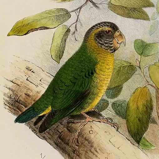 Meek’s Pygmy Parrot