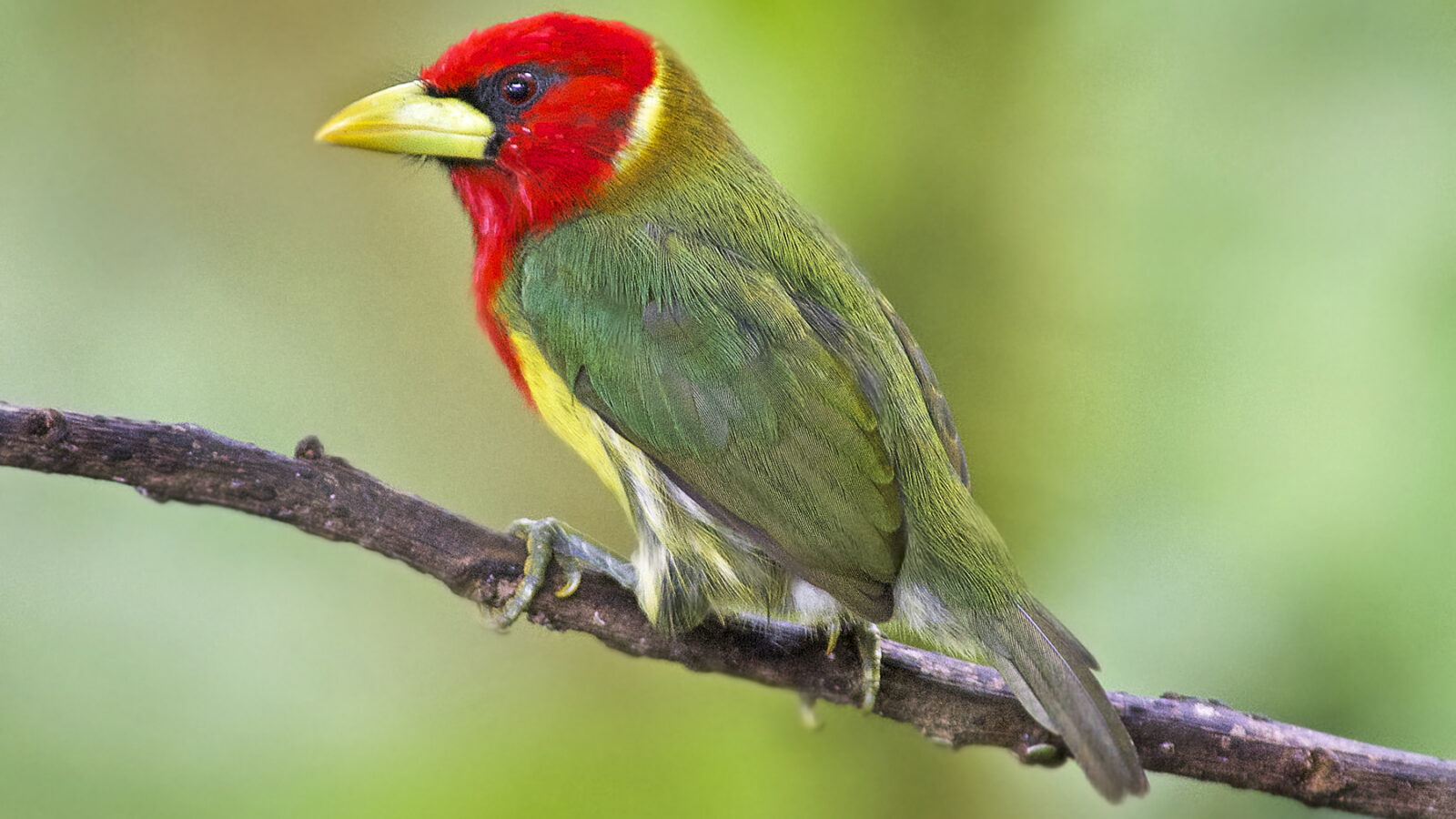 Red-headed Barbet