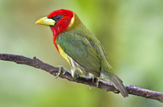 Red-headed Barbet