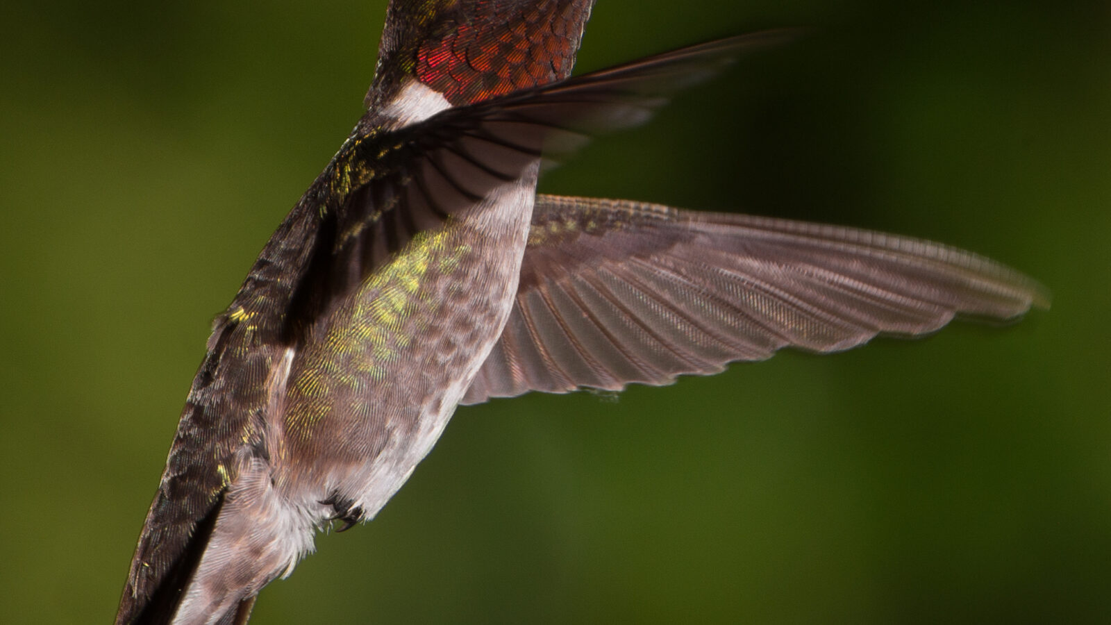 Ruby-throated Hummingbird