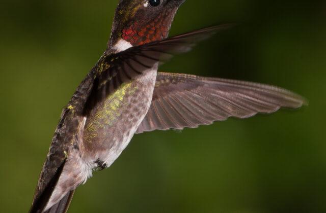 Ruby-throated Hummingbird