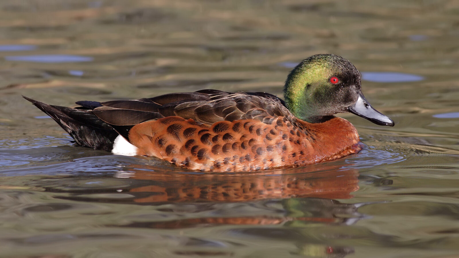 Chestnut Teal