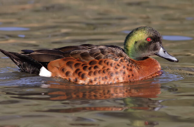 Chestnut Teal