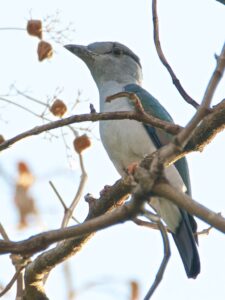 Cuckoo-roller