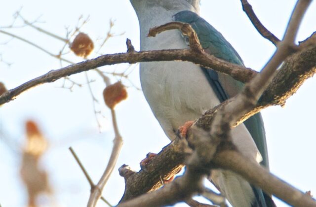 Cuckoo-roller