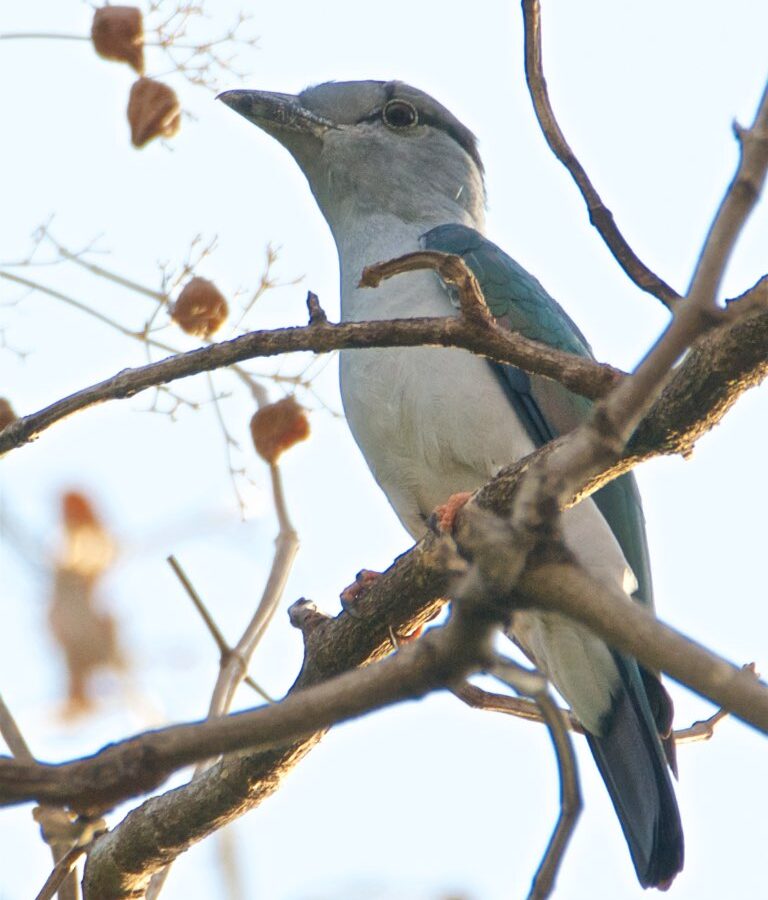 Cuckoo-roller