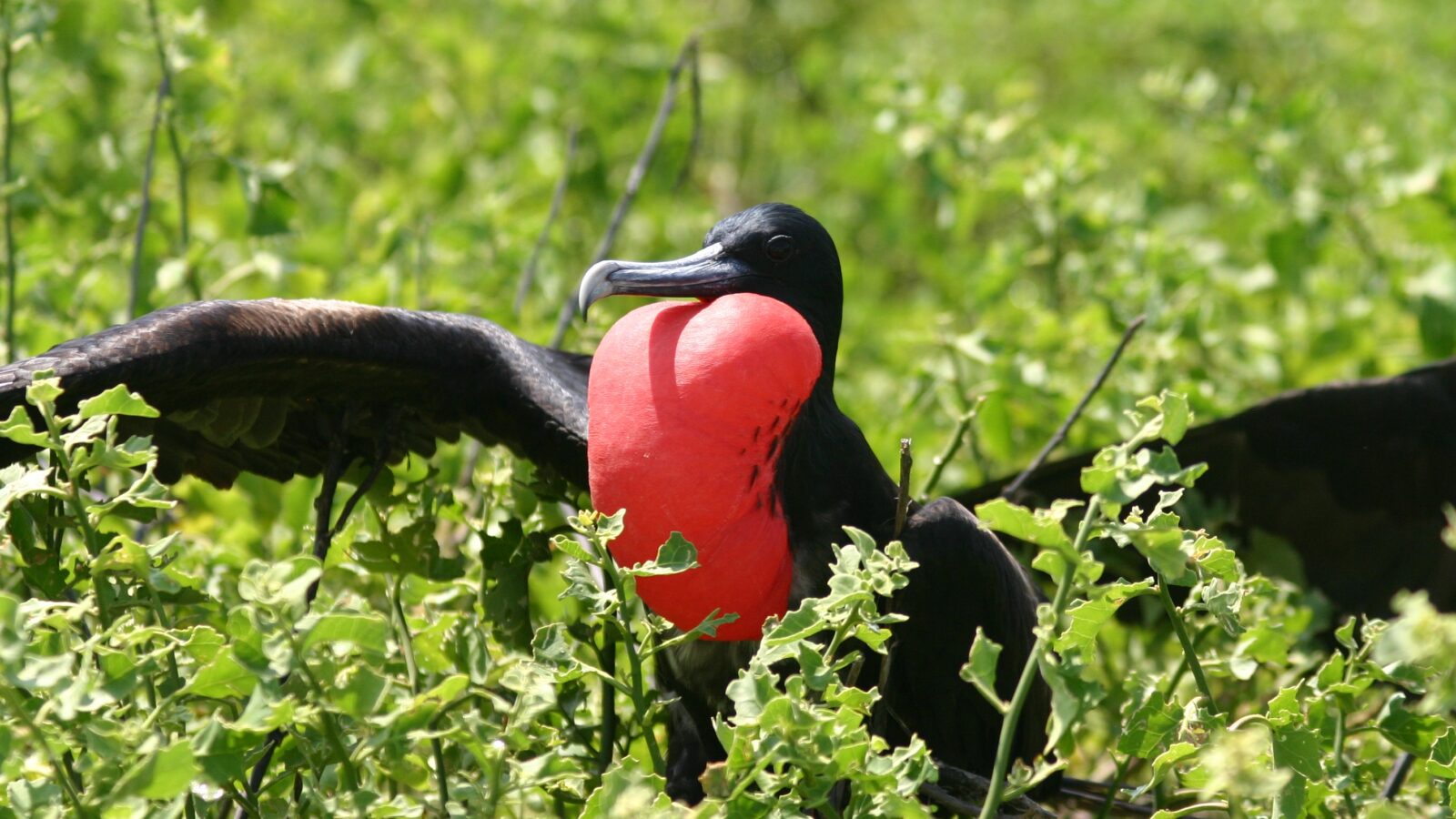 Great Frigatebird