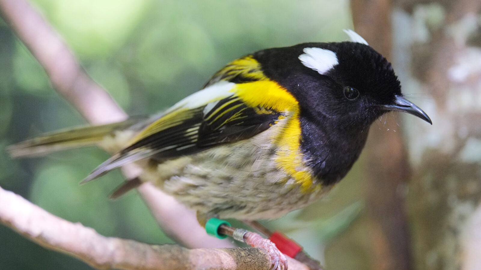 Stitchbird