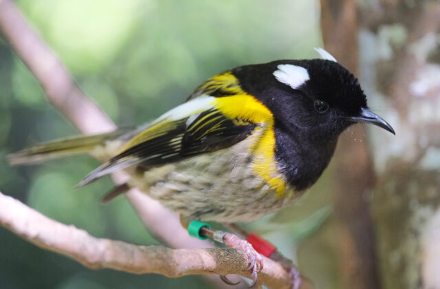 Stitchbird