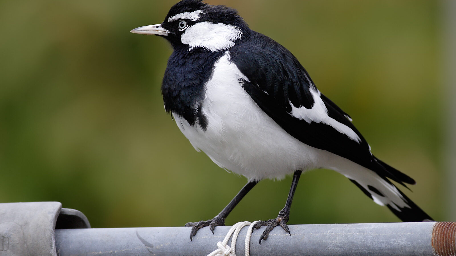 Magpie-lark