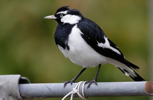 Magpie-lark