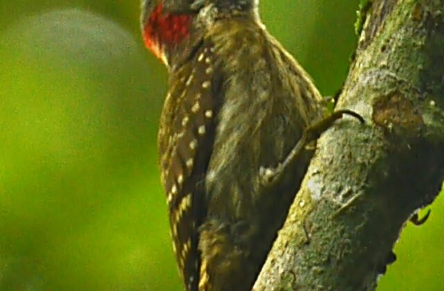 Sulawesi Pygmy Woodpecker